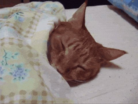 blanket GIF