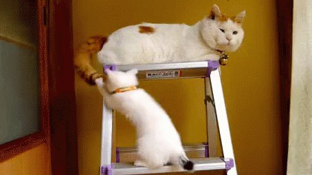 Silly Kitty GIF