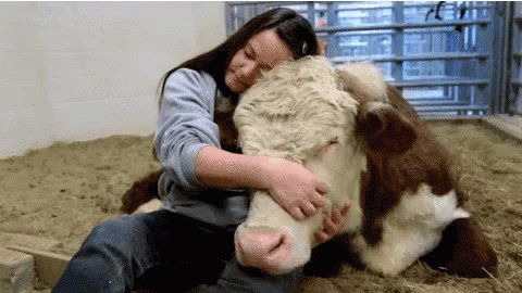 Pet Cow GIF