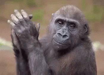 Monkey Slow Clap GIF