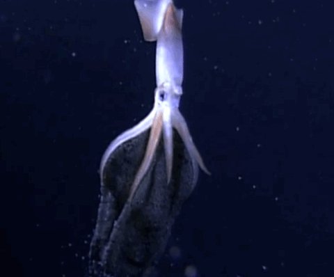 squid GIF