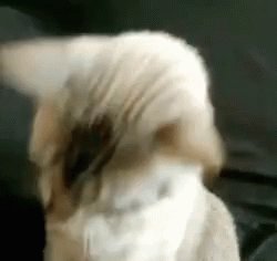 Cat Ready Cool Cat Ready GIF