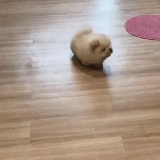 Puppy Potato GIF