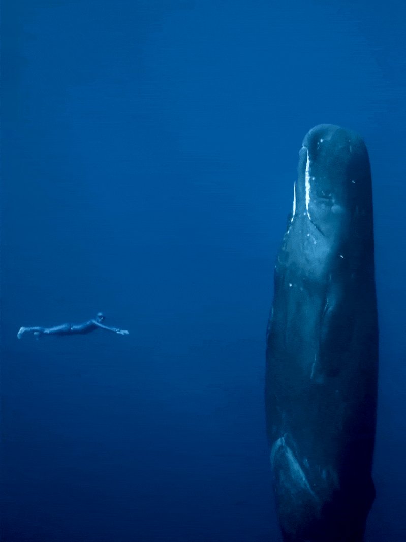 マッコウクジラは 垂直姿勢で10 15分だけうたた寝をする それにしても大きいな 話題の画像プラス マッコウクジラは 垂直姿勢で10 15分だけうたた寝をする それにしても大きいな 話題の画像プラス