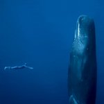 マッコウクジラは、垂直姿勢で10～15分だけうたた寝をする。それにしても大きいな～。