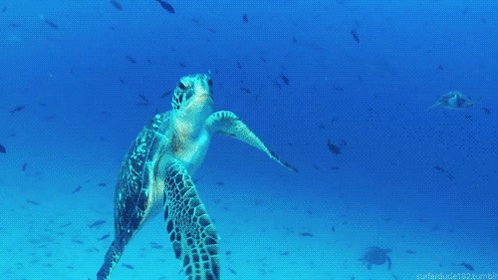 turtle GIF