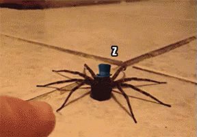 Spider GIF