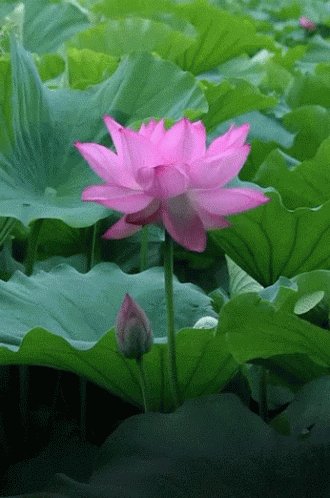 Lotus GIF