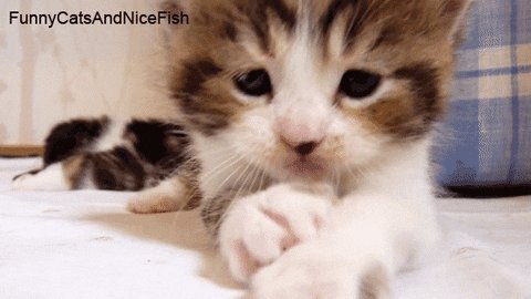 kittens GIF