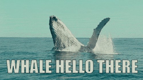 whale GIF