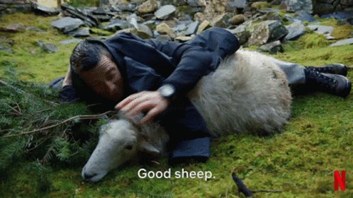 Good Sheep Youvs Wild GIF