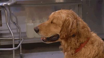 Sad Dog GIF