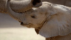 animal s love GIF