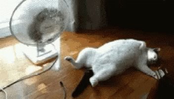 Cats Funny Animals GIF