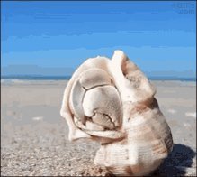 Hermit Crab Tap GIF