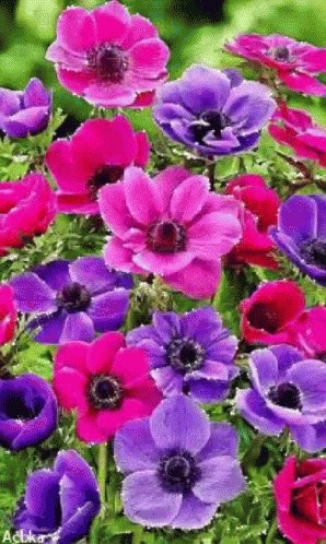   Happy Birthday to you 