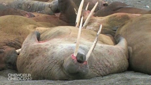 Snoring Walrus GIF