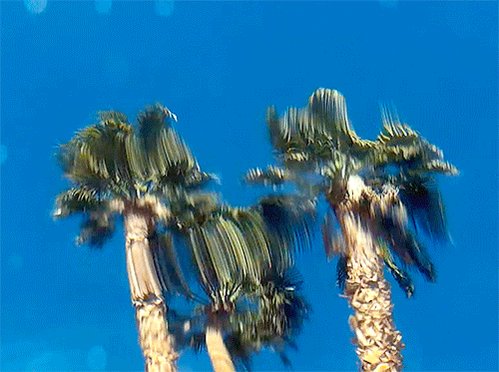 palm trees glitch GIF by Sarah Zucker