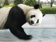panda GIF