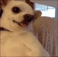 Dog Bite GIF