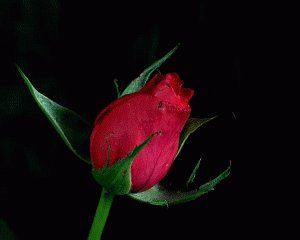       SHANIA TWAIN      HAPPY BIRTHDAY         God bless you Love   