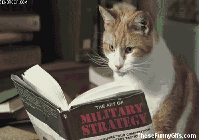 kitty kitten GIF