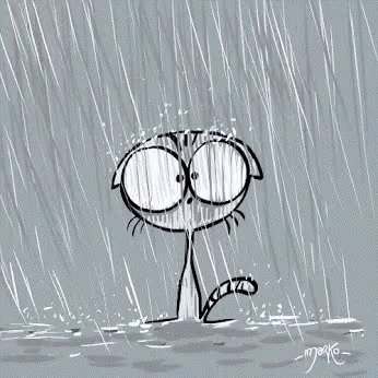 Rainy Cat GIF