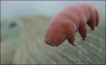 Water Bear Tiny GIF