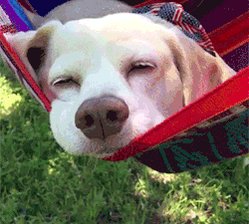 Dog Chilling GIF