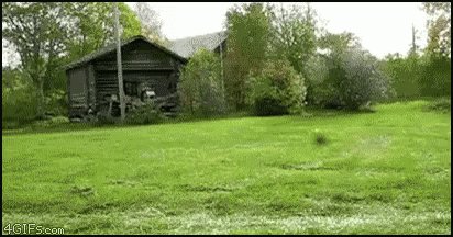 Dog Lawn GIF