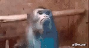 Monkey GIF