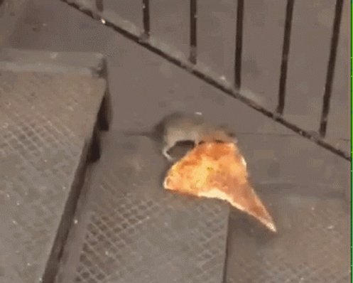 Pizza Rat GIF