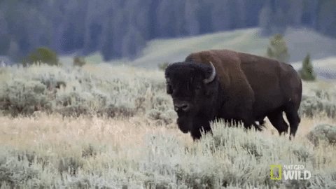 Bison Yellowstone GIF by Na...