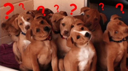 Confused Dog GIF