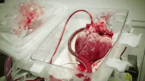 Heart Love GIF