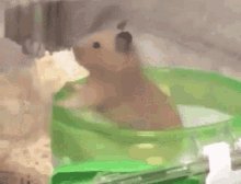 Hamster Spinning GIF