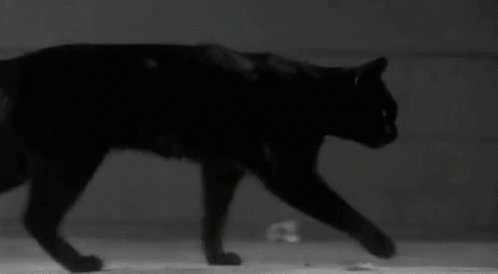 Black Cat Walking GIF