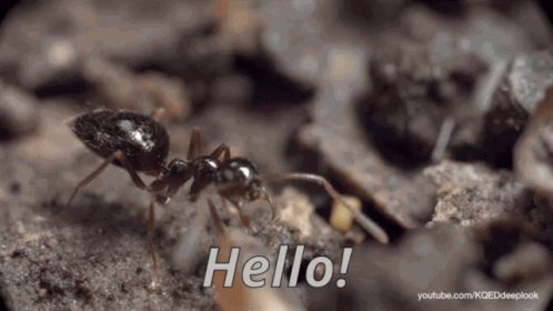 Hello Ant GIF