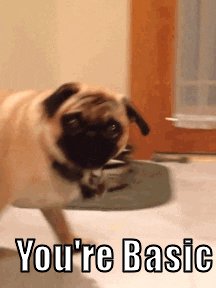 basic pug GIF