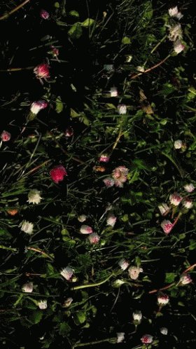 Happy Flowers GIF