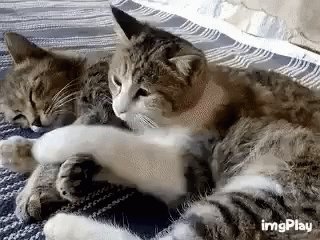 Cat Hug GIF