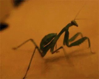 Lol Mantis GIF