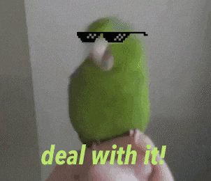 Bird Deal With It GIF by mo...