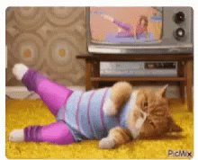 Workout Cat GIF