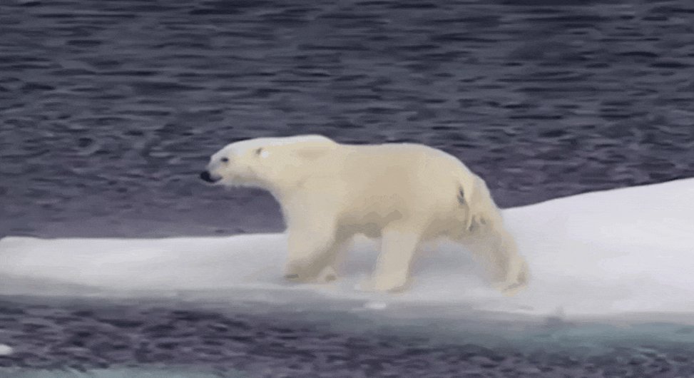 The United Nations is pushing for governments to set aside 30% of the planet’s land and sea areas for conservation. Currently, about 17% of the world’s land falls into areas that receive some form of protection. Scientists say the world may need more than 30% to survive 3/5 https://t.co/mjy0KOJd35