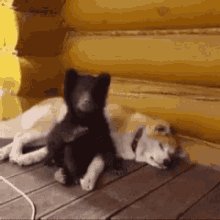 Bear Sleep Time GIF