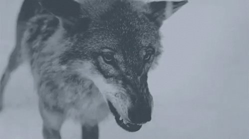 Wolf GIF