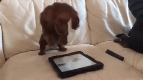 dog puppy GIF