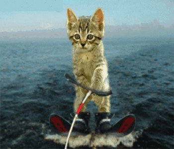 fun kitten GIF