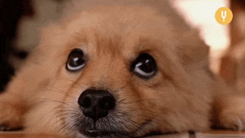 Dog Eyes GIF by CuriosityStream